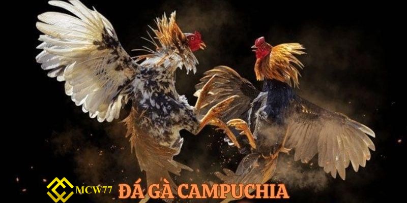 Đá gà Campuchia đỉnh cao