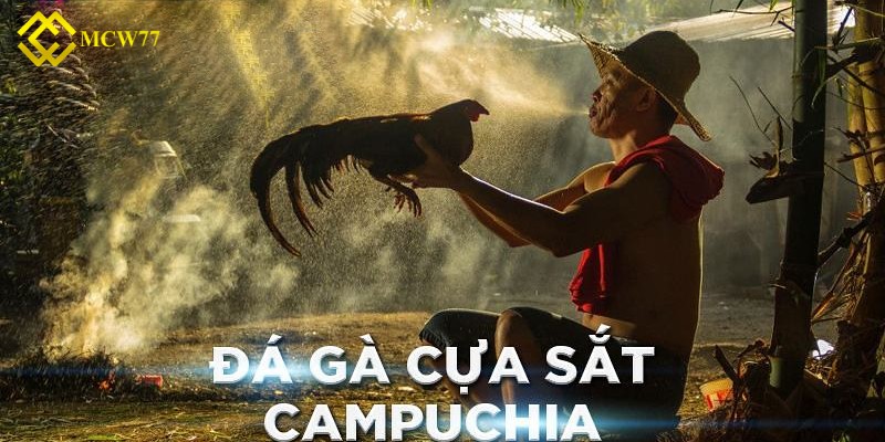 Đá gà cựa sắt kịch tính