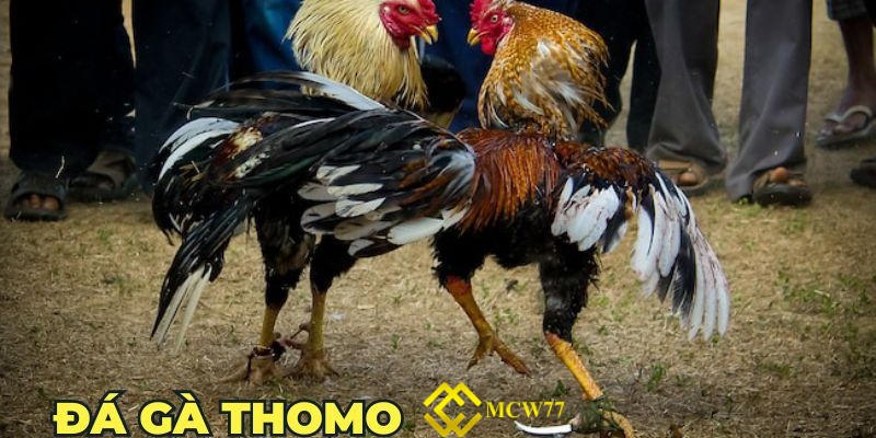 Đá gà thomo hấp dẫn